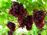 Organic Origins Delivers throughout Melbourne and Beyond